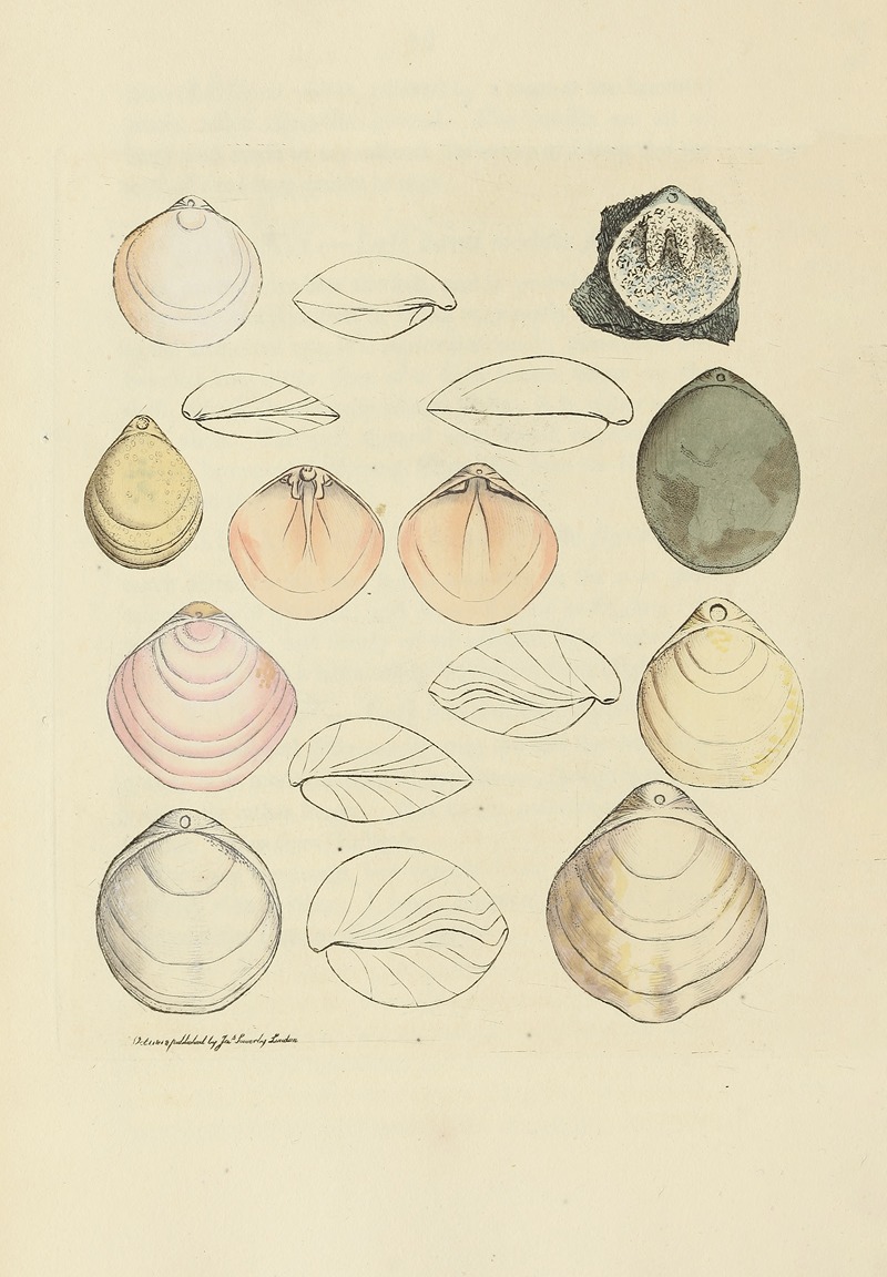 James Sowerby - The mineral conchology of Great Britain Pl.015