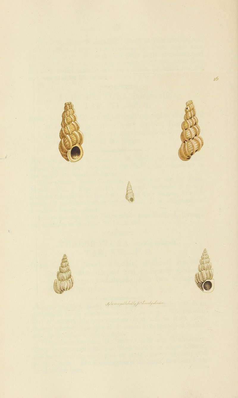 James Sowerby - The mineral conchology of Great Britain Pl.016