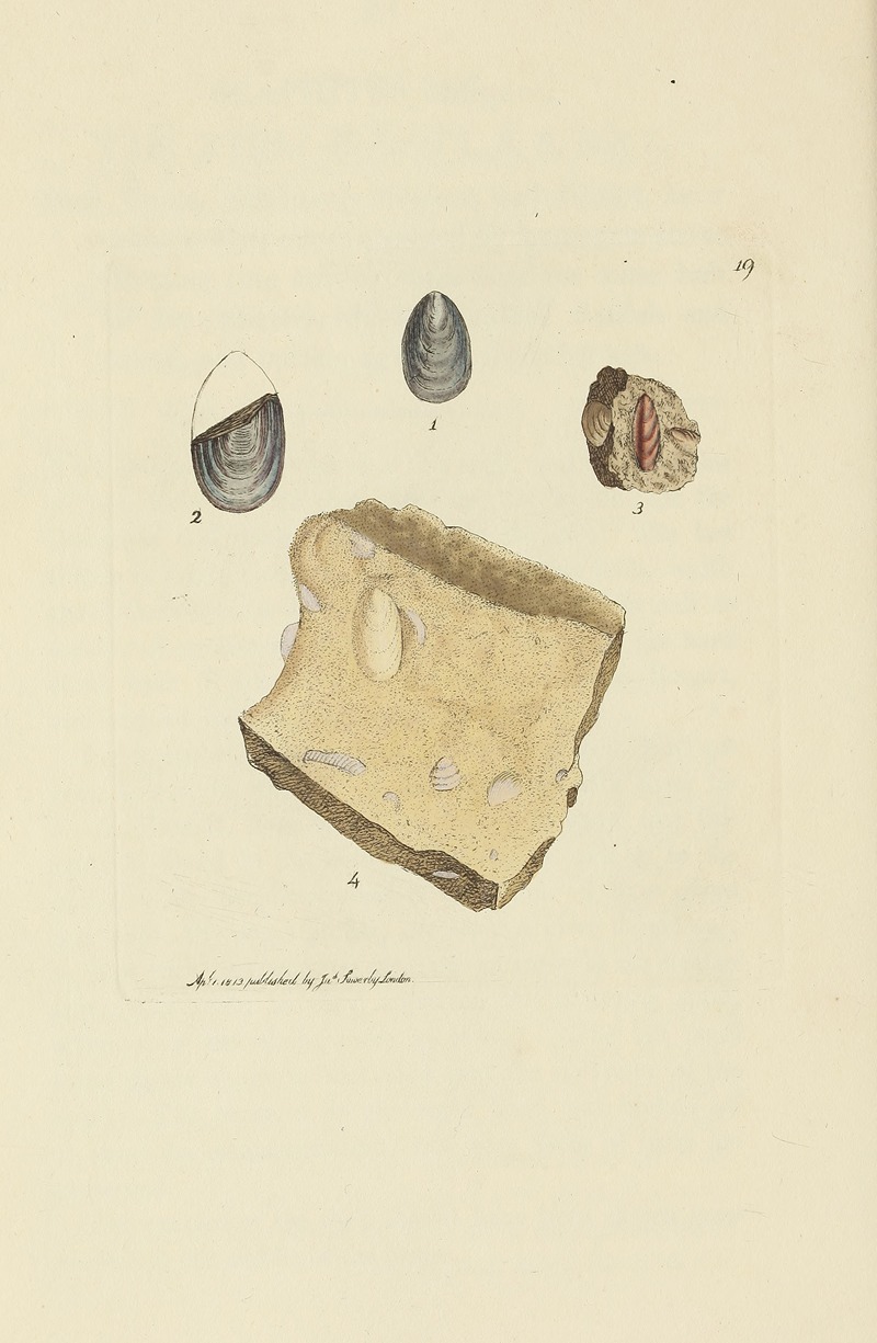 James Sowerby - The mineral conchology of Great Britain Pl.019