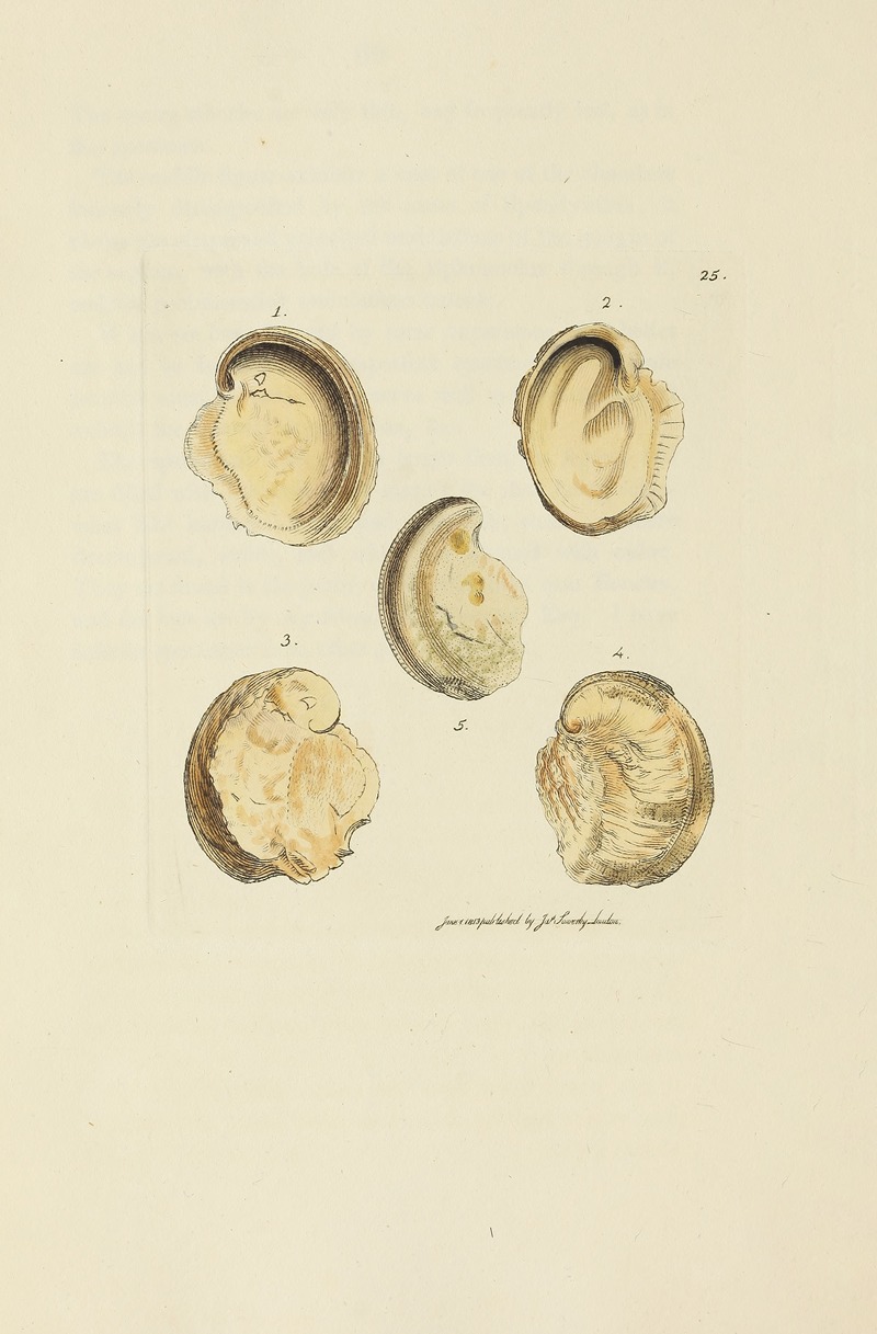 James Sowerby - The mineral conchology of Great Britain Pl.025