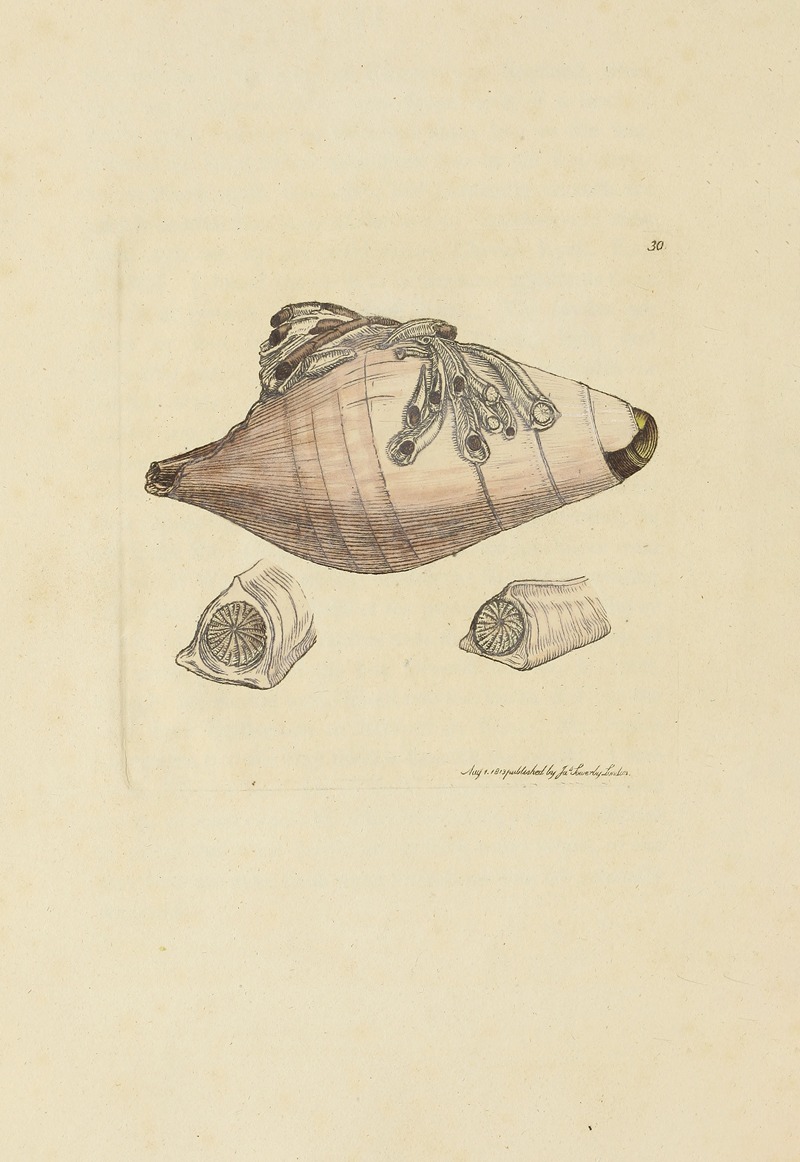 James Sowerby - The mineral conchology of Great Britain Pl.030