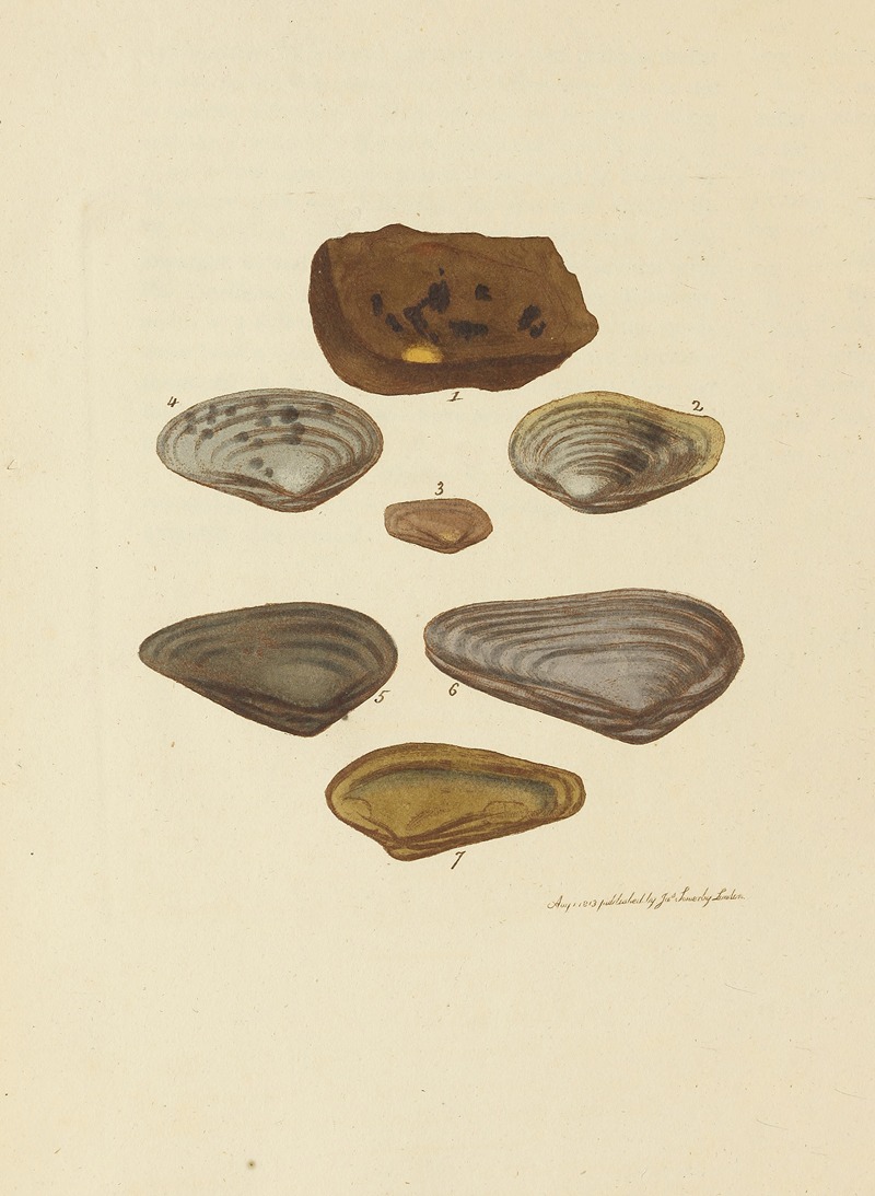 James Sowerby - The mineral conchology of Great Britain Pl.033