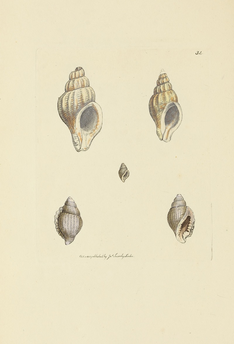 James Sowerby - The mineral conchology of Great Britain Pl.035