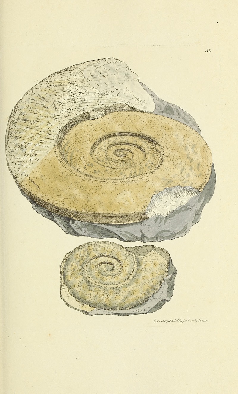 James Sowerby - The mineral conchology of Great Britain Pl.039