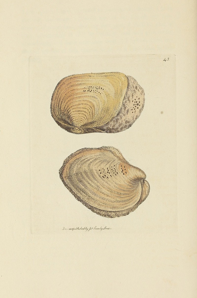 James Sowerby - The mineral conchology of Great Britain Pl.044