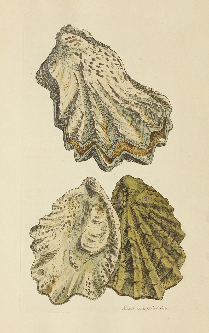 James Sowerby - The mineral conchology of Great Britain Pl.049
