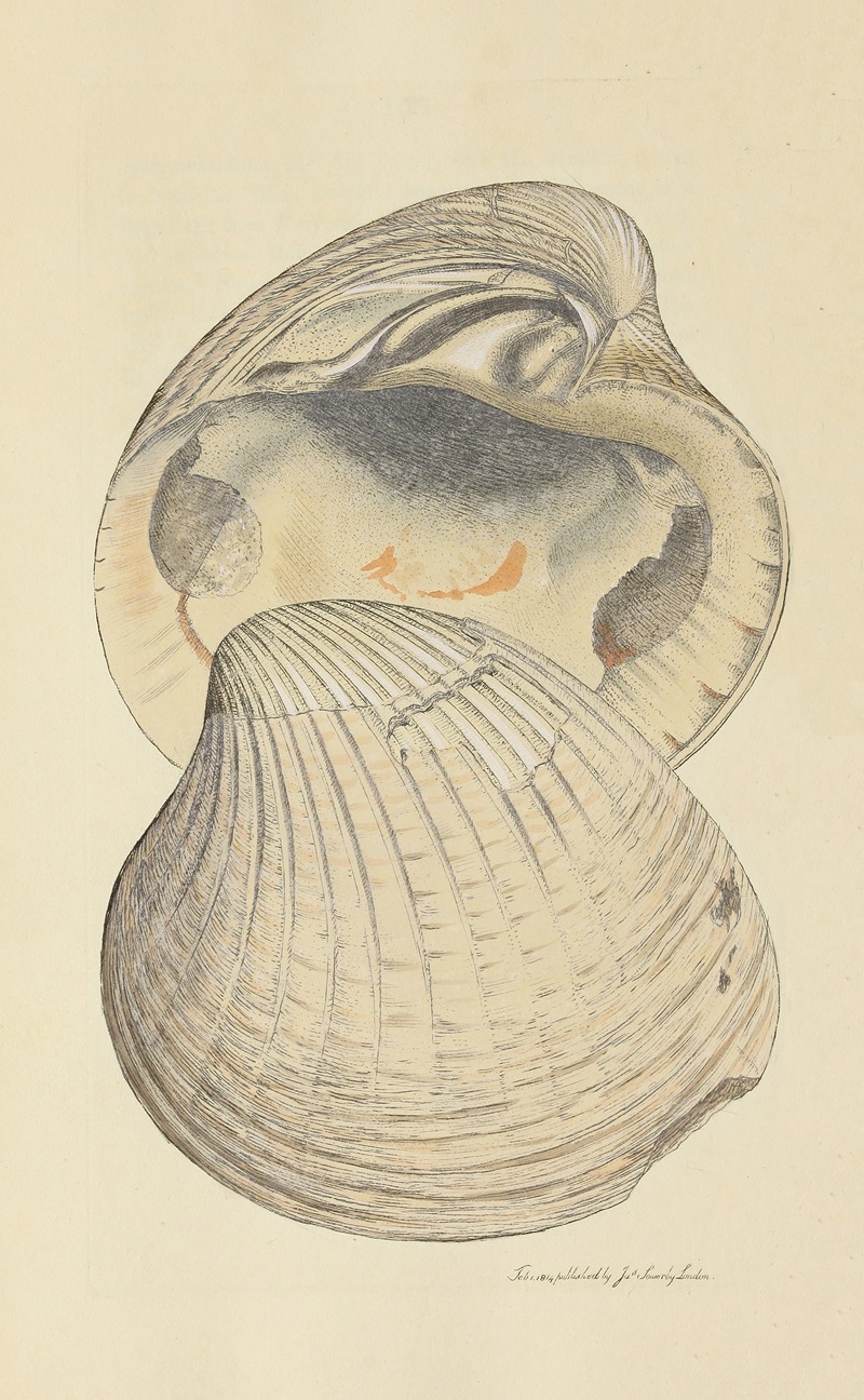 James Sowerby - The mineral conchology of Great Britain Pl.051