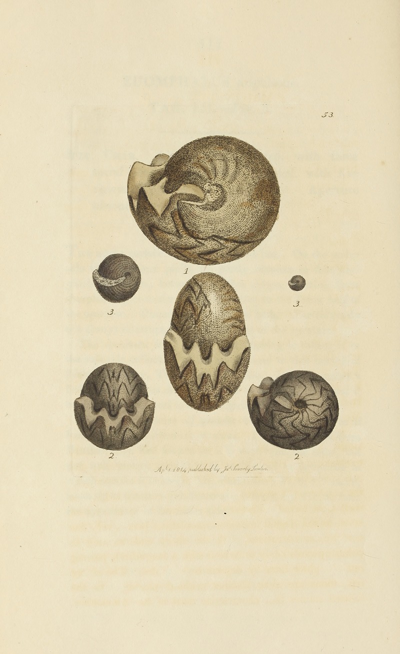 James Sowerby - The mineral conchology of Great Britain Pl.054