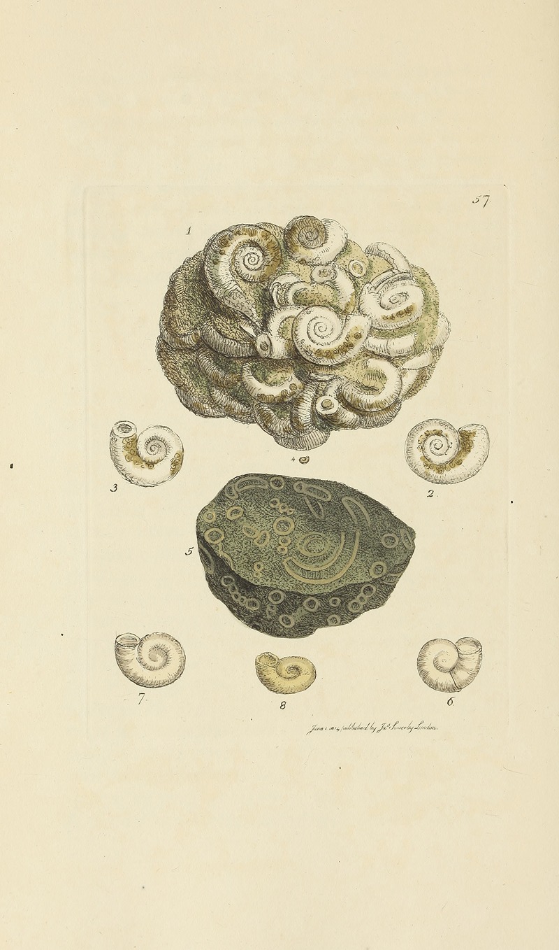 James Sowerby - The mineral conchology of Great Britain Pl.058