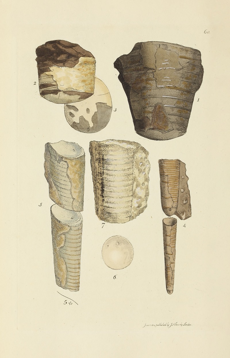 James Sowerby - The mineral conchology of Great Britain Pl.061