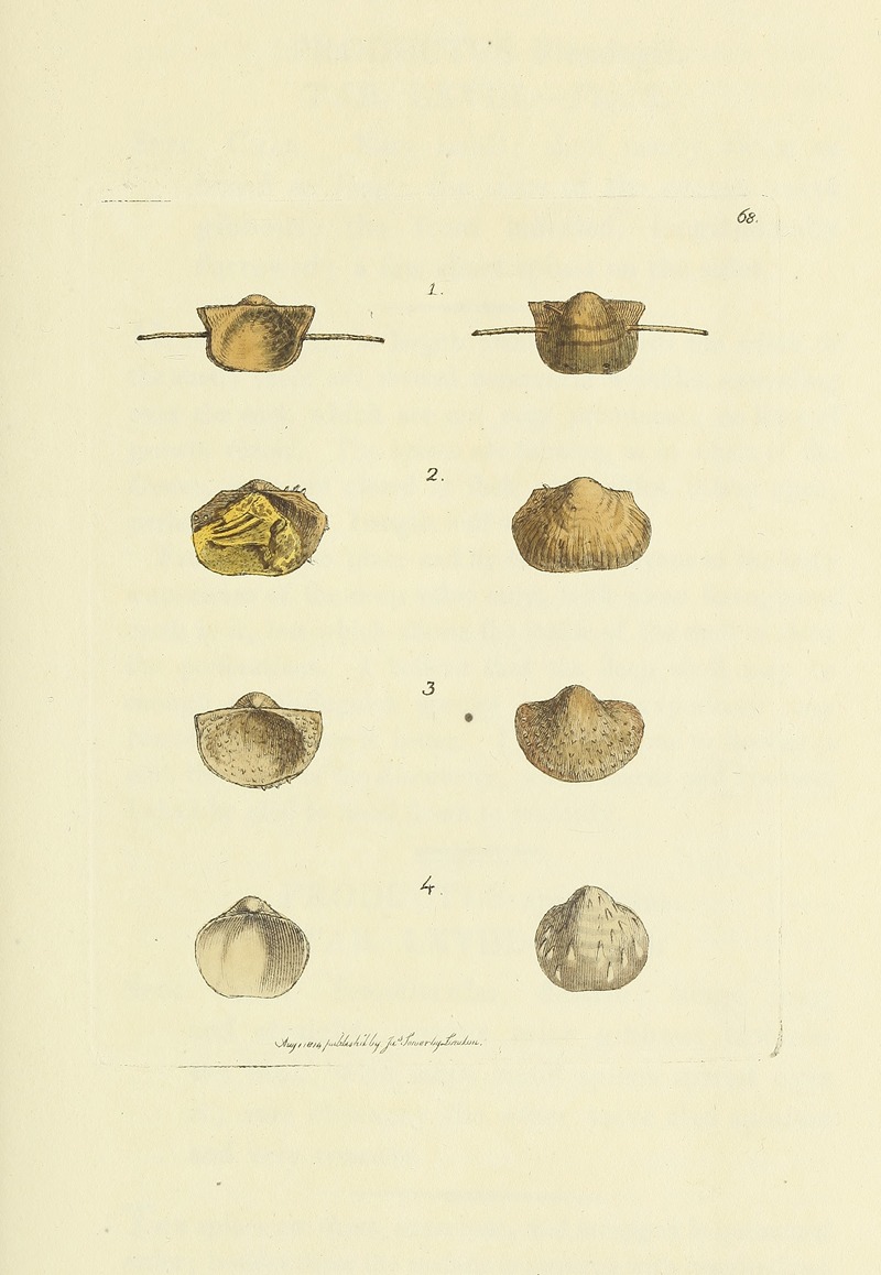 James Sowerby - The mineral conchology of Great Britain Pl.068