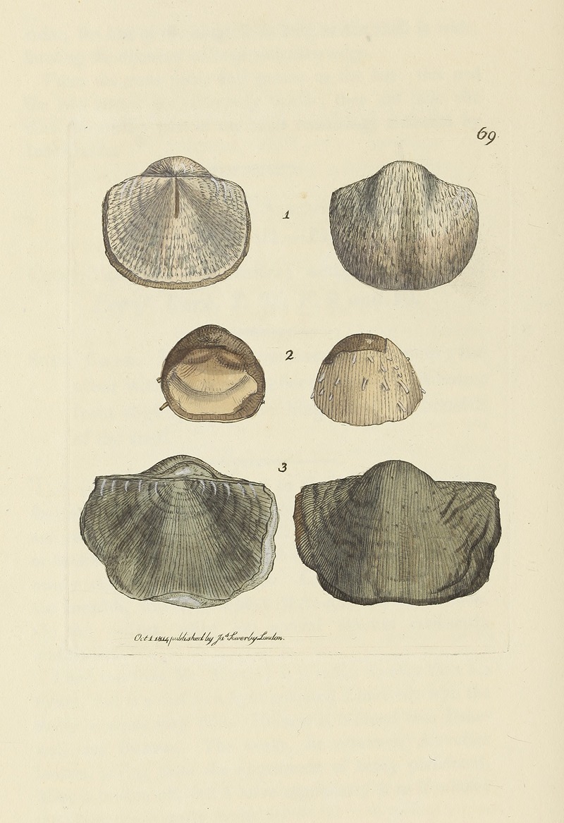 James Sowerby - The mineral conchology of Great Britain Pl.069