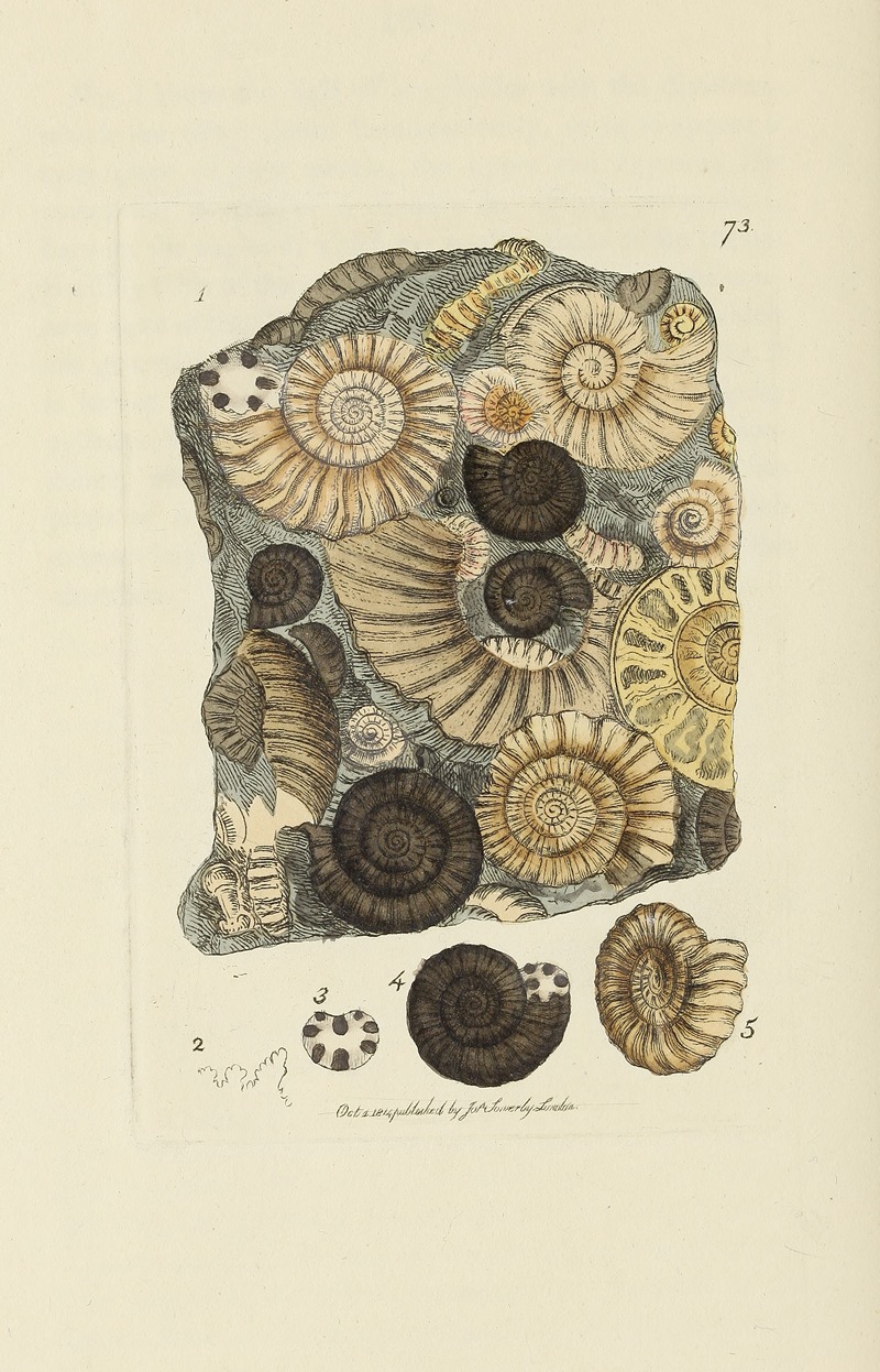 James Sowerby - The mineral conchology of Great Britain Pl.073