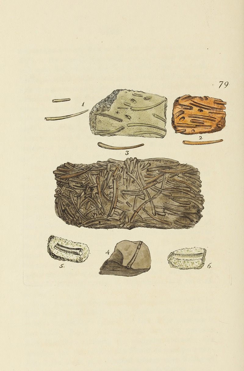 James Sowerby - The mineral conchology of Great Britain Pl.078