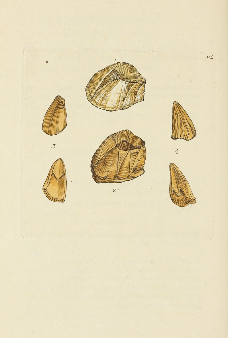 James Sowerby - The mineral conchology of Great Britain Pl.083