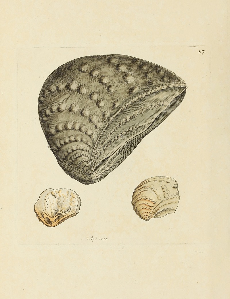 James Sowerby - The mineral conchology of Great Britain Pl.086
