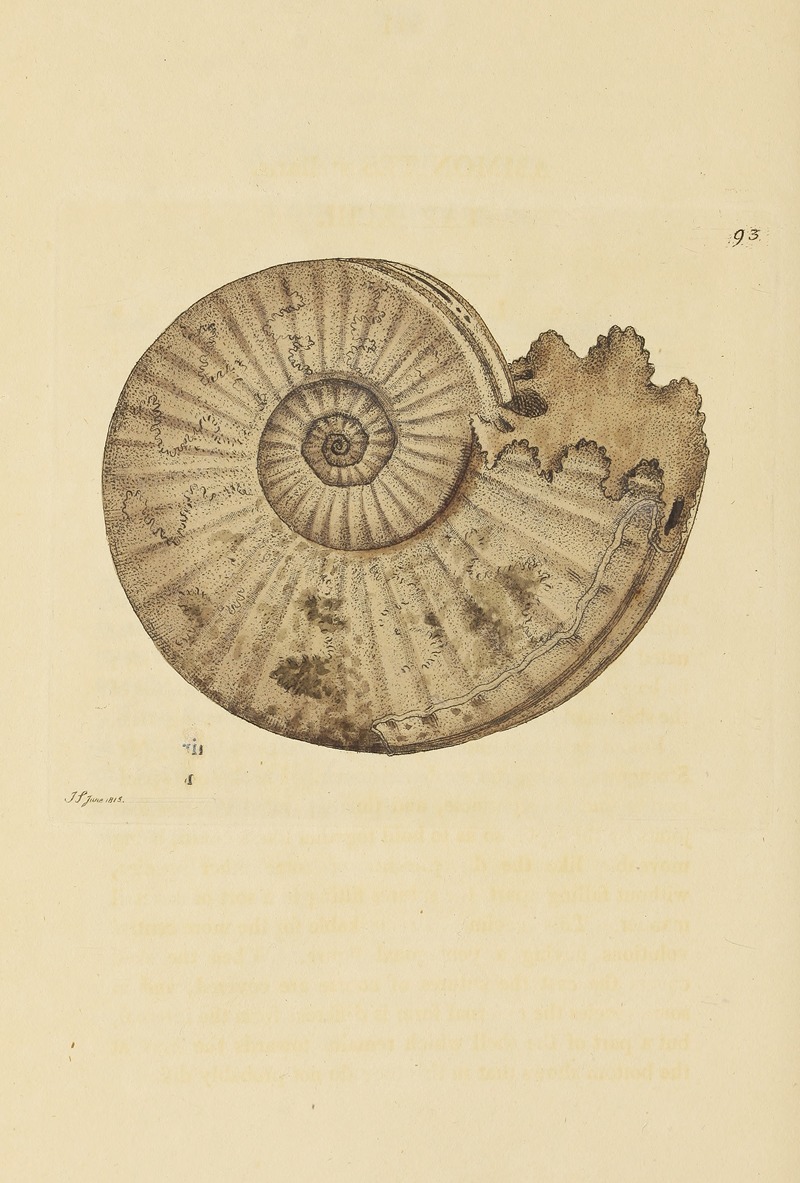 James Sowerby - The mineral conchology of Great Britain Pl.092