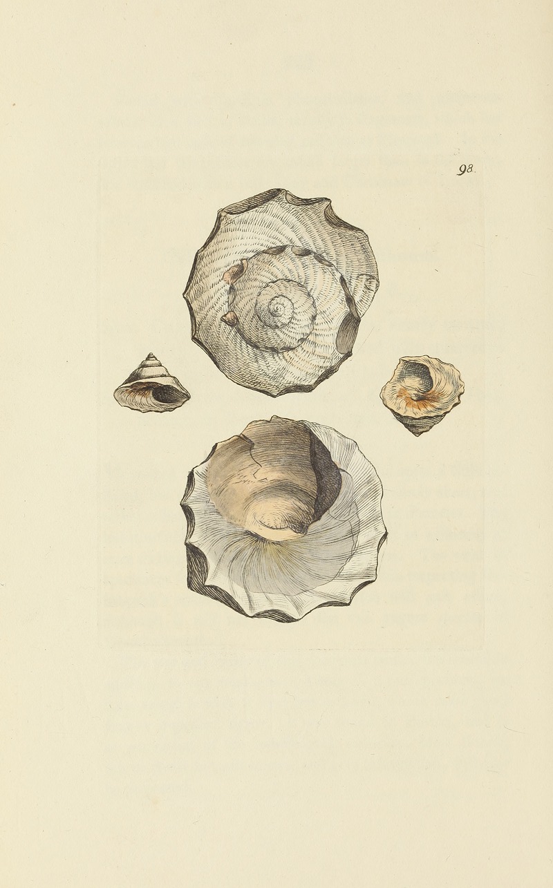 James Sowerby - The mineral conchology of Great Britain Pl.097