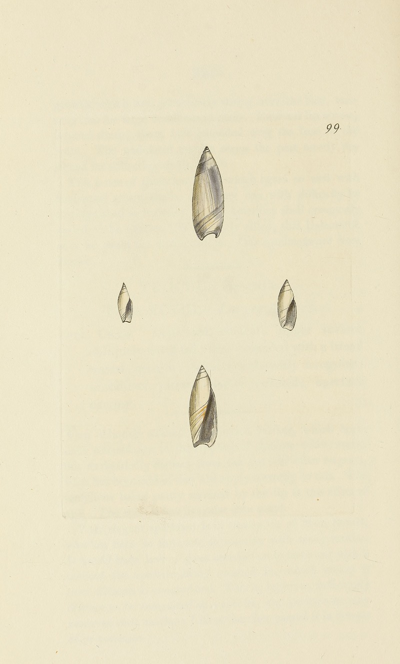 James Sowerby - The mineral conchology of Great Britain Pl.098