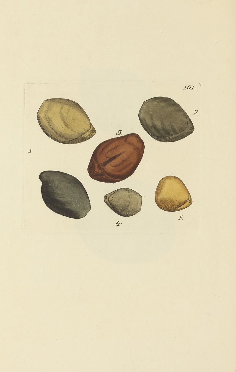 James Sowerby - The mineral conchology of Great Britain Pl.100