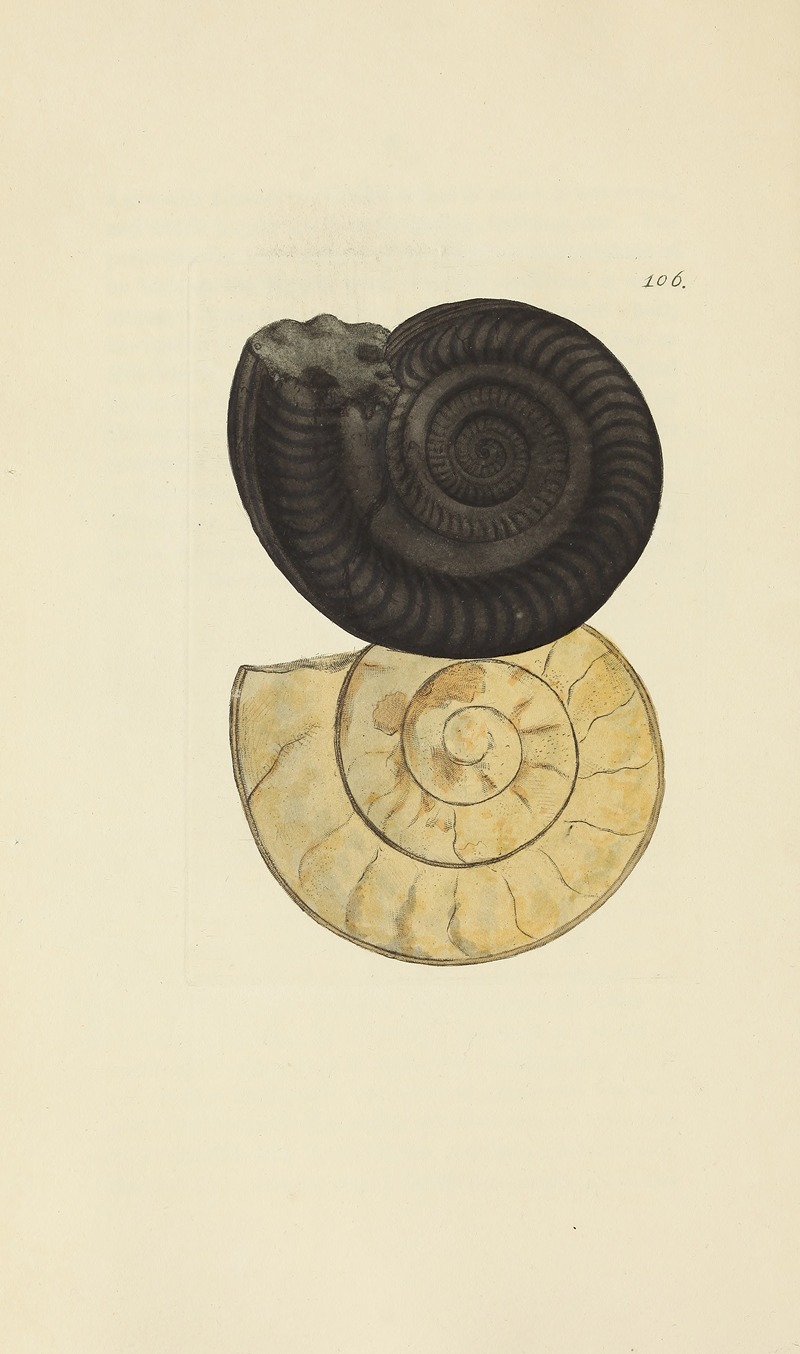 James Sowerby - The mineral conchology of Great Britain Pl.105