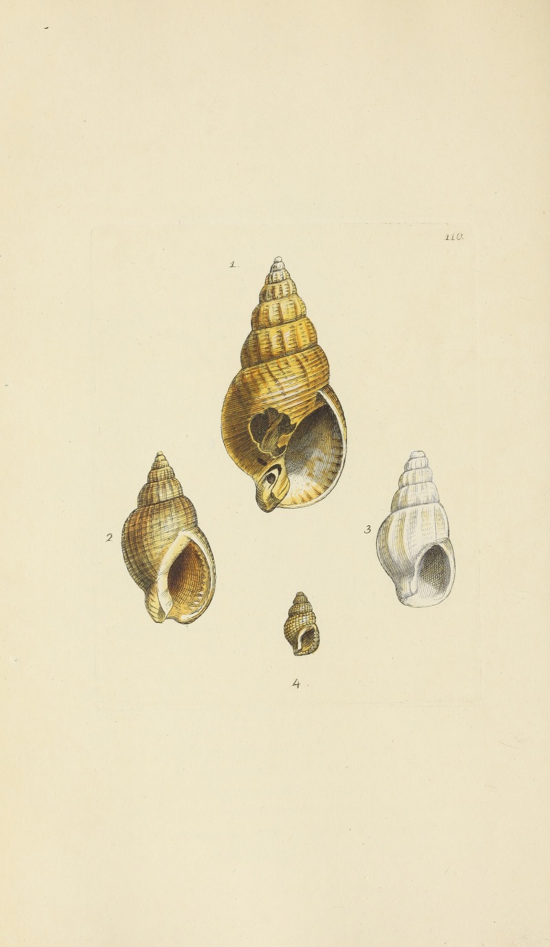 James Sowerby - The mineral conchology of Great Britain Pl.109