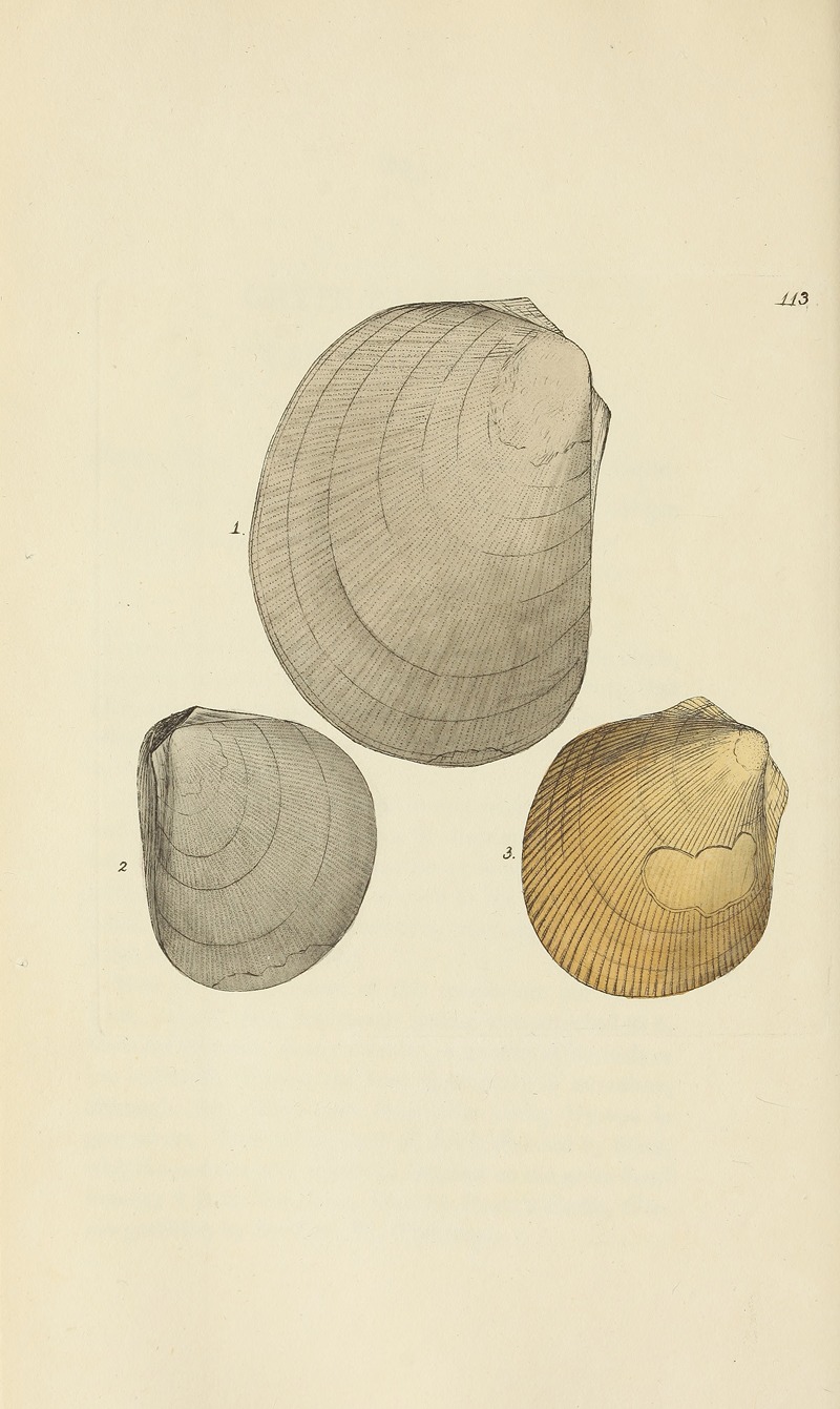 James Sowerby - The mineral conchology of Great Britain Pl.112