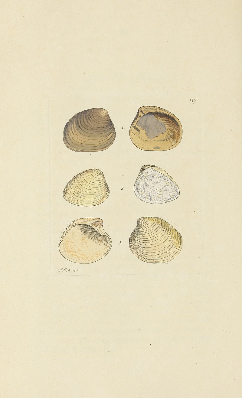 James Sowerby - The mineral conchology of Great Britain Pl.133