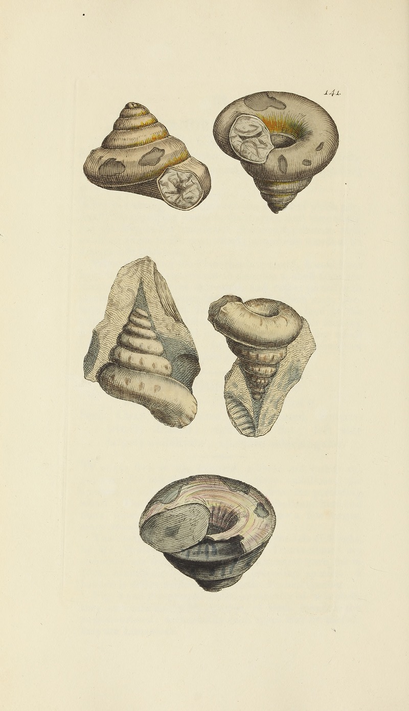 James Sowerby - The mineral conchology of Great Britain Pl.137