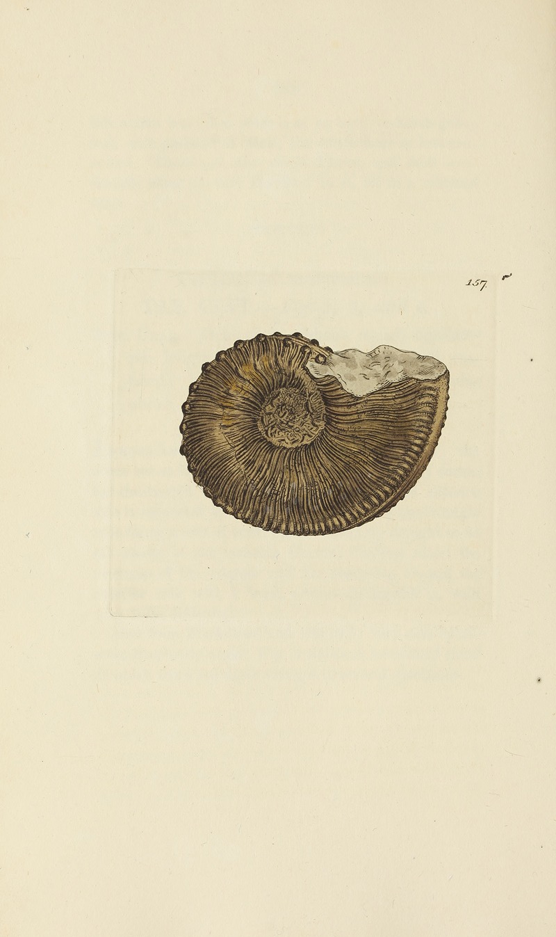 James Sowerby - The mineral conchology of Great Britain Pl.153