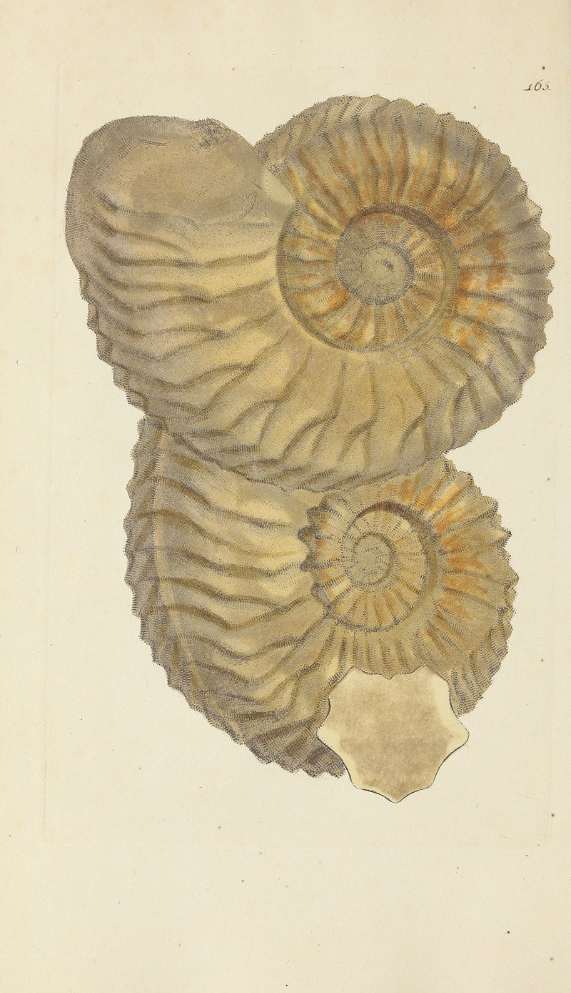James Sowerby - The mineral conchology of Great Britain Pl.160
