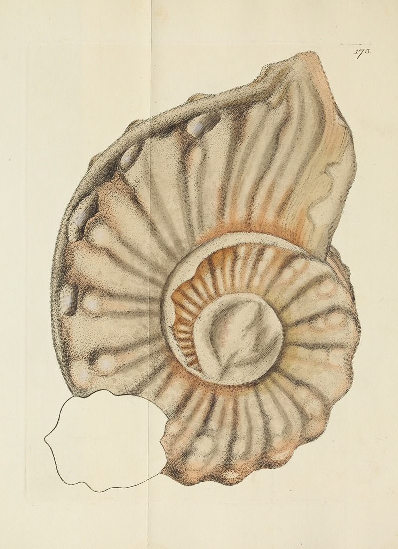 James Sowerby - The mineral conchology of Great Britain Pl.168