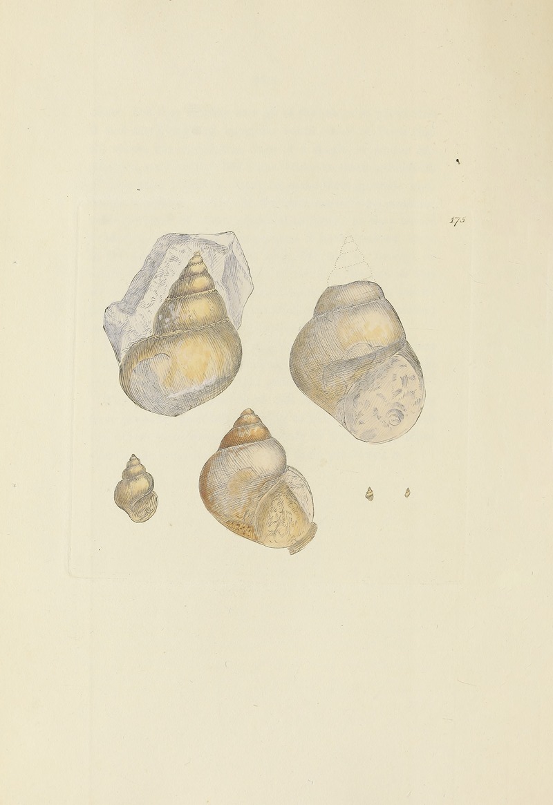 James Sowerby - The mineral conchology of Great Britain Pl.170