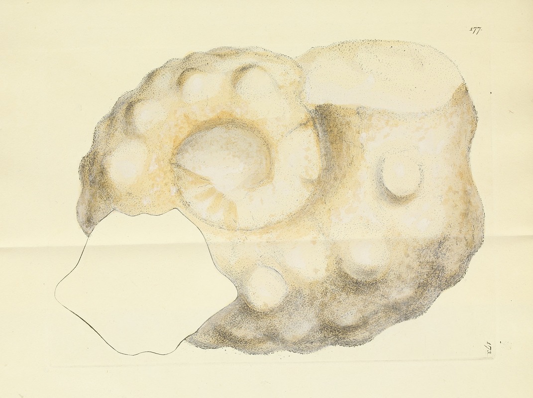 James Sowerby - The mineral conchology of Great Britain Pl.172