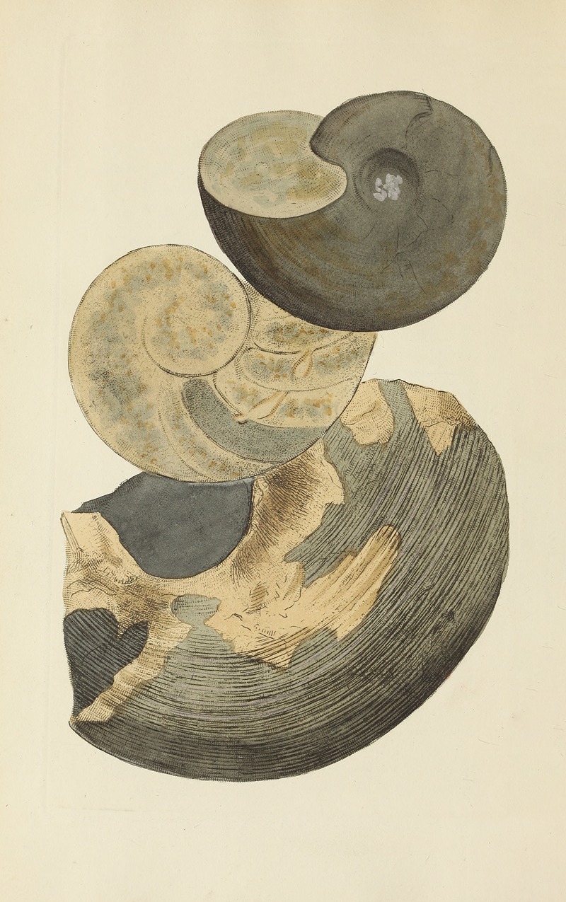 James Sowerby - The mineral conchology of Great Britain Pl.177