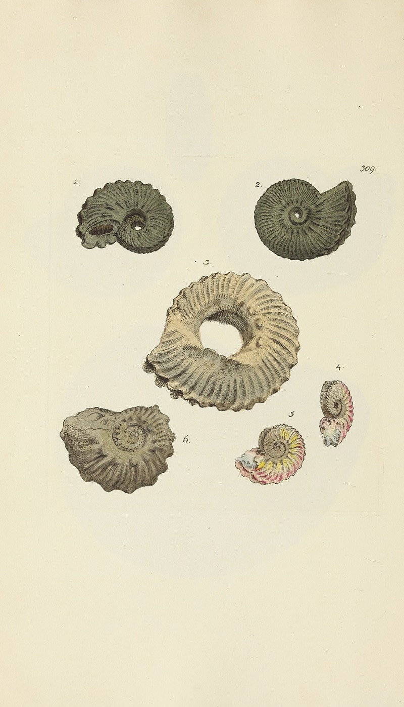 James Sowerby - The mineral conchology of Great Britain Pl.200
