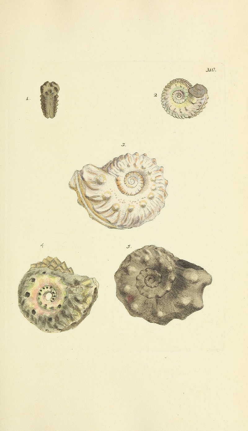James Sowerby - The mineral conchology of Great Britain Pl.201