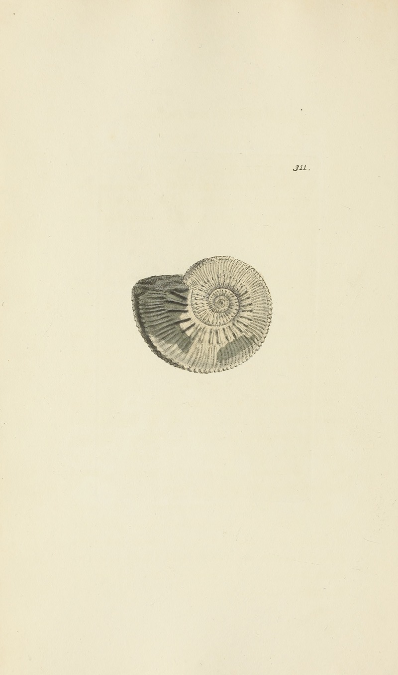 James Sowerby - The mineral conchology of Great Britain Pl.202