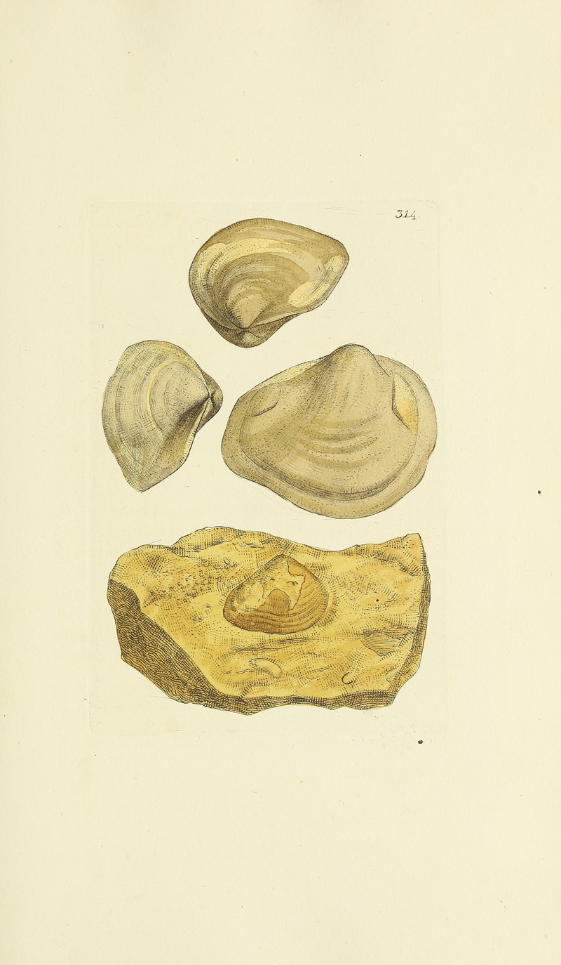 James Sowerby - The mineral conchology of Great Britain Pl.205