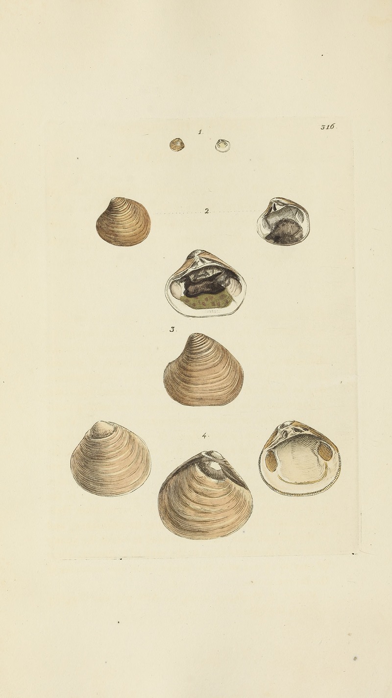 James Sowerby - The mineral conchology of Great Britain Pl.206