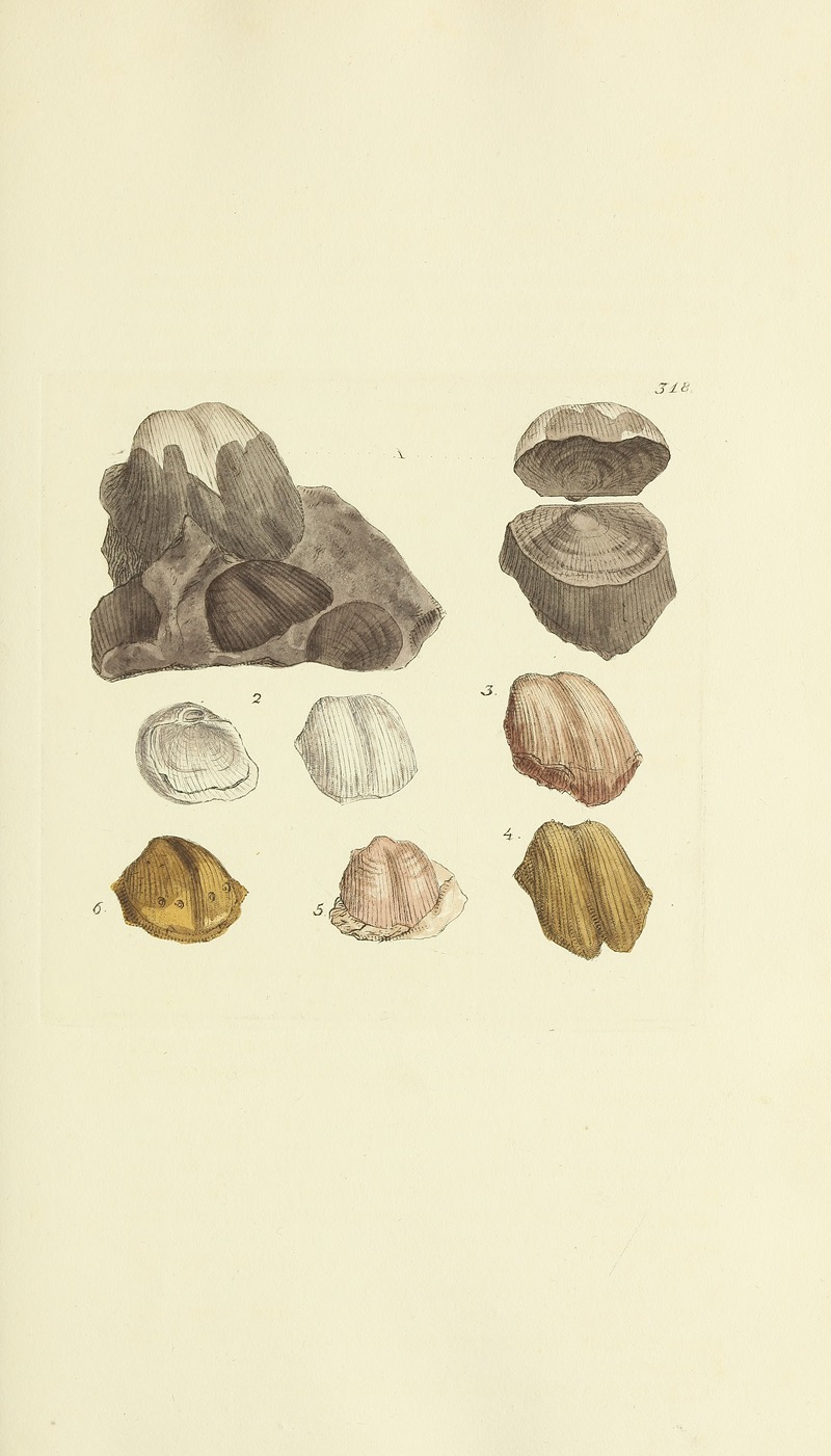 James Sowerby - The mineral conchology of Great Britain Pl.208