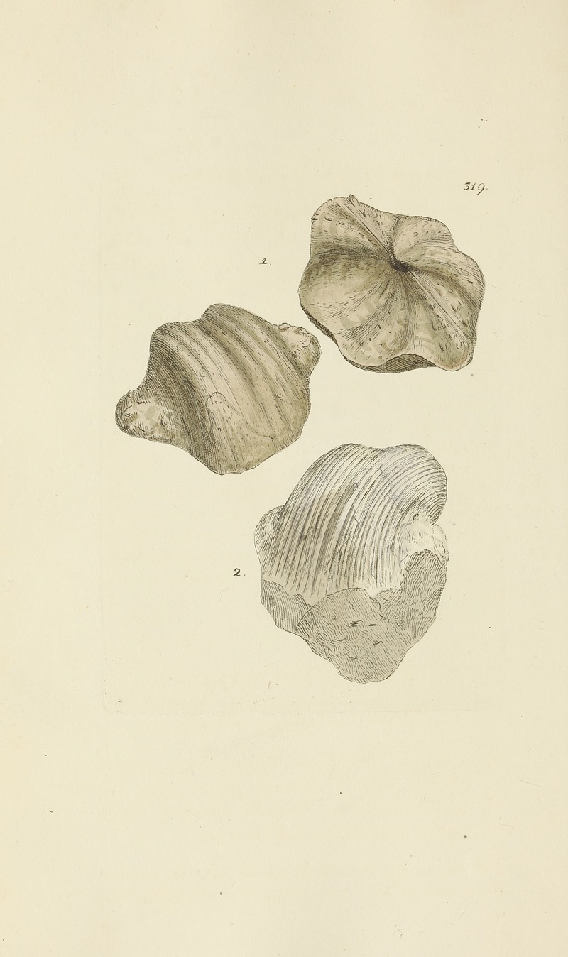 James Sowerby - The mineral conchology of Great Britain Pl.209