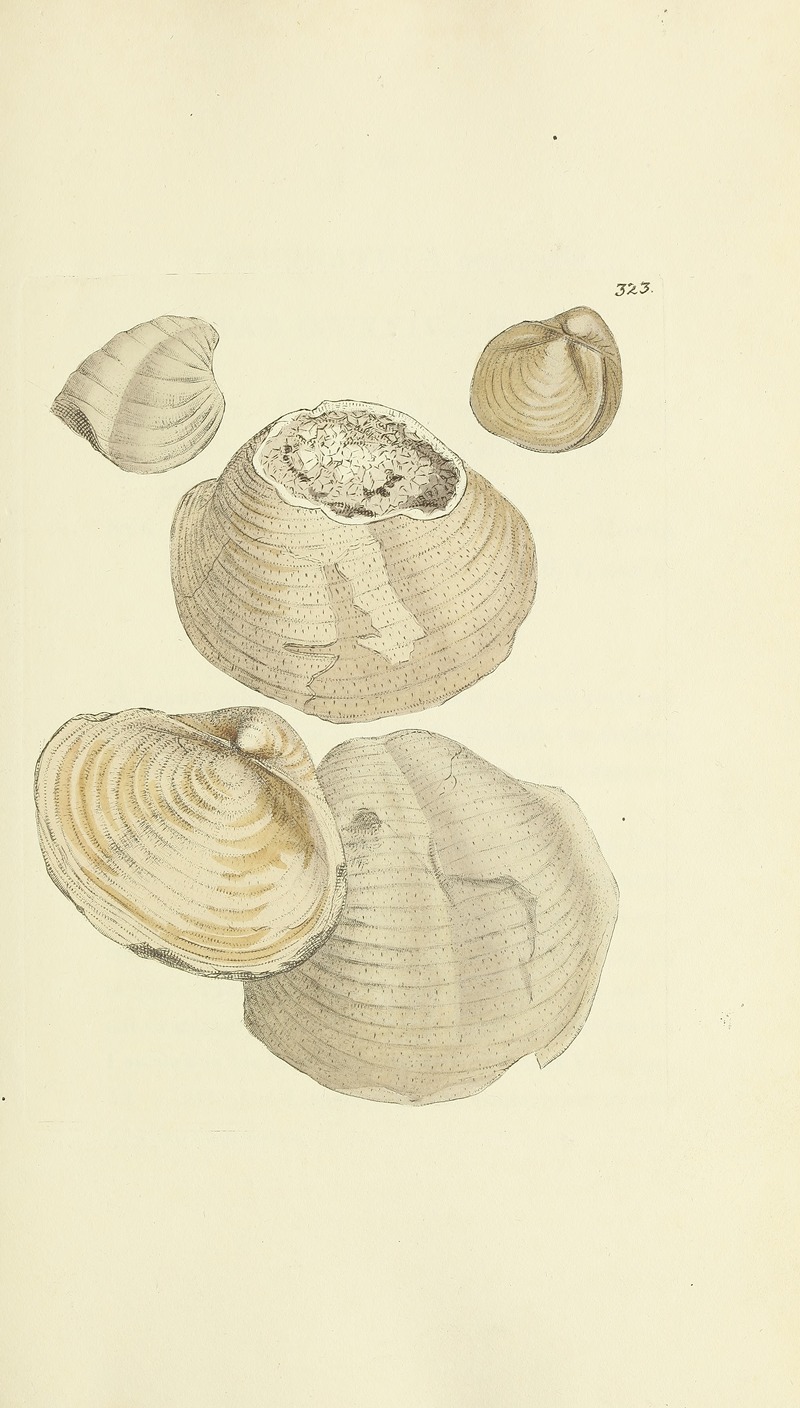 James Sowerby - The mineral conchology of Great Britain Pl.213