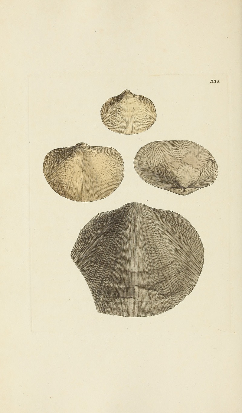 James Sowerby - The mineral conchology of Great Britain Pl.215