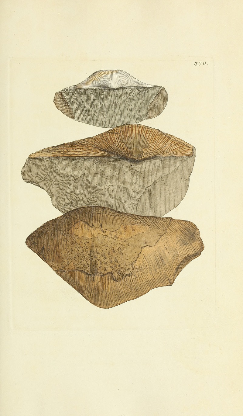 James Sowerby - The mineral conchology of Great Britain Pl.220