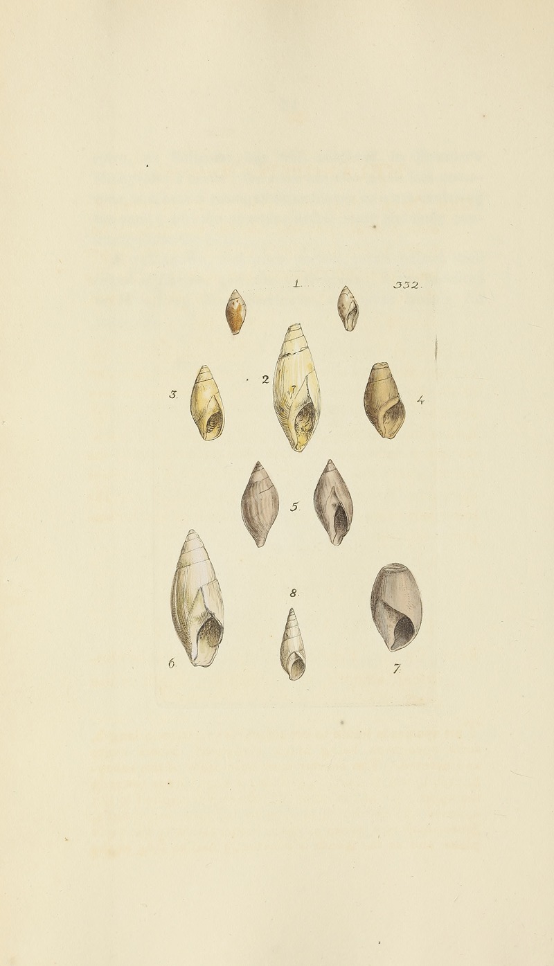 James Sowerby - The mineral conchology of Great Britain Pl.222