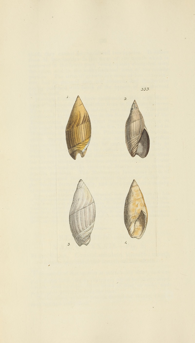 James Sowerby - The mineral conchology of Great Britain Pl.223