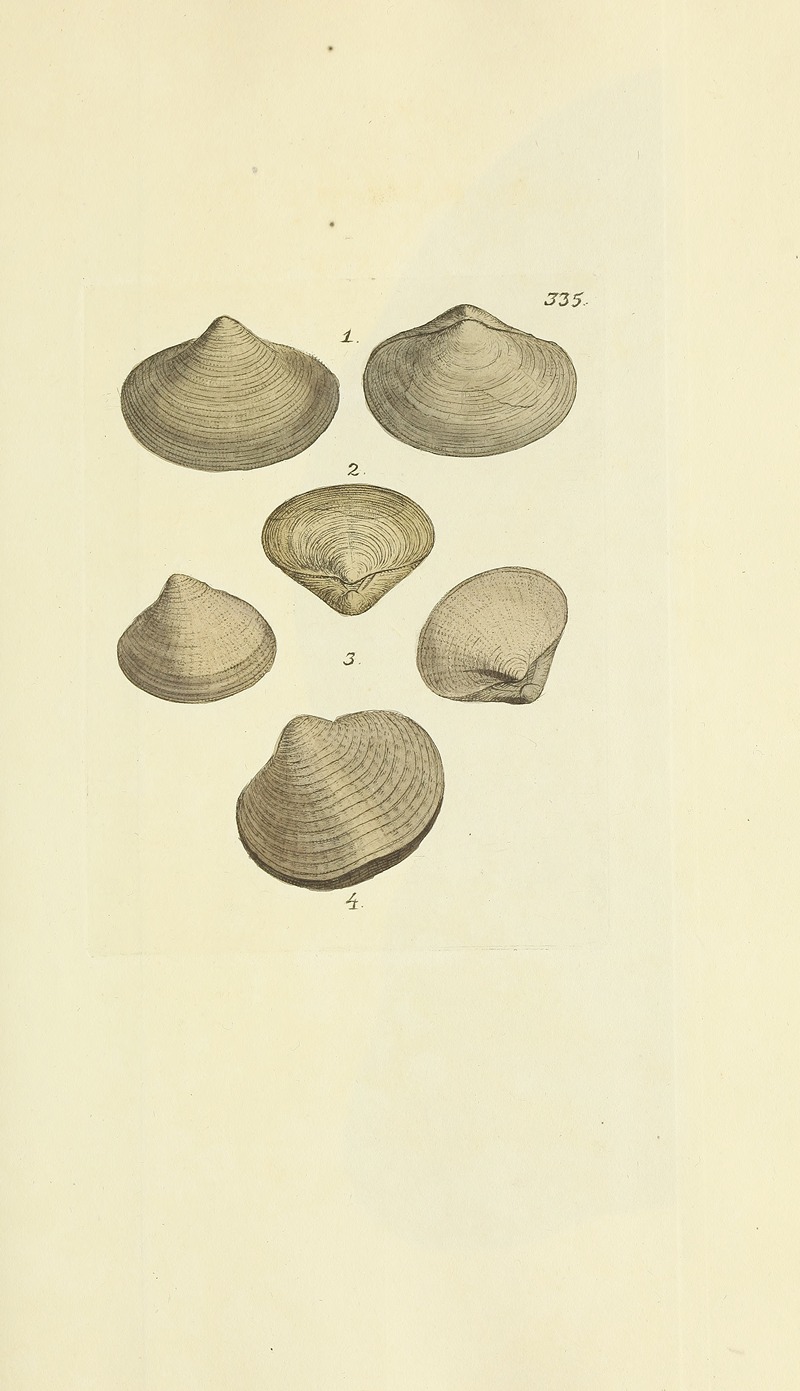 James Sowerby - The mineral conchology of Great Britain Pl.225