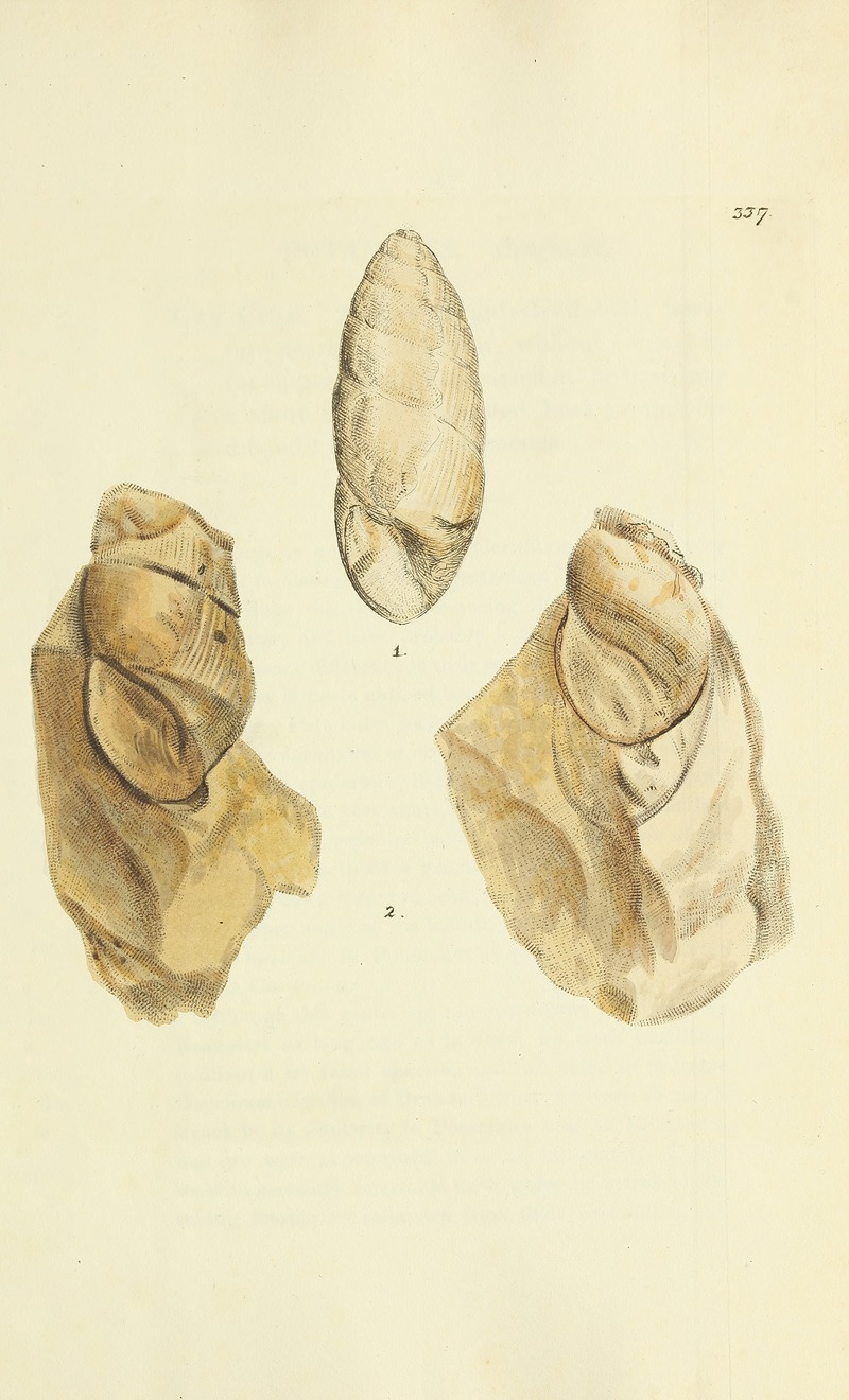 James Sowerby - The mineral conchology of Great Britain Pl.227