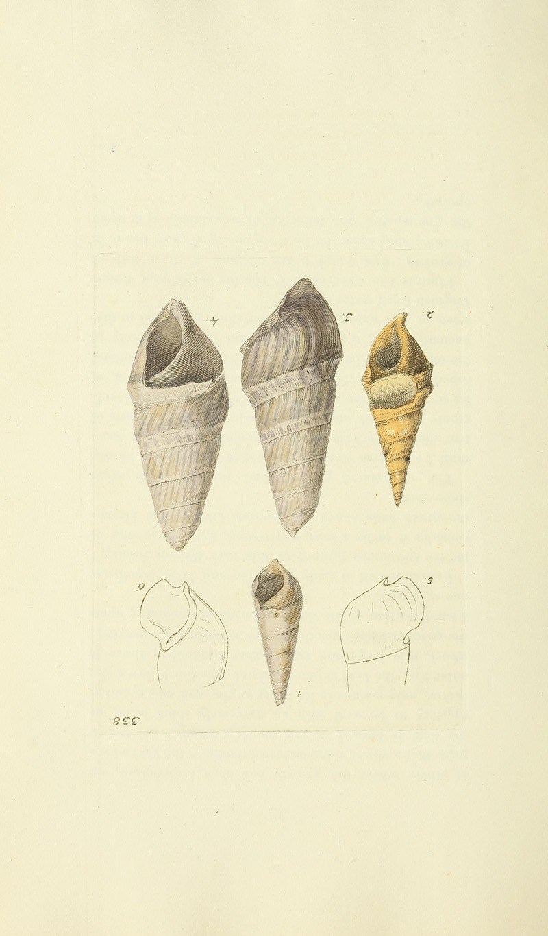 James Sowerby - The mineral conchology of Great Britain Pl.228